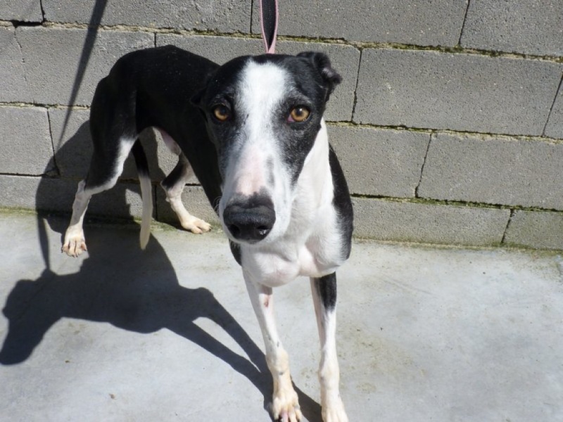 Betoldo, galgo noir et blanc, timide, 2 ans P1260112