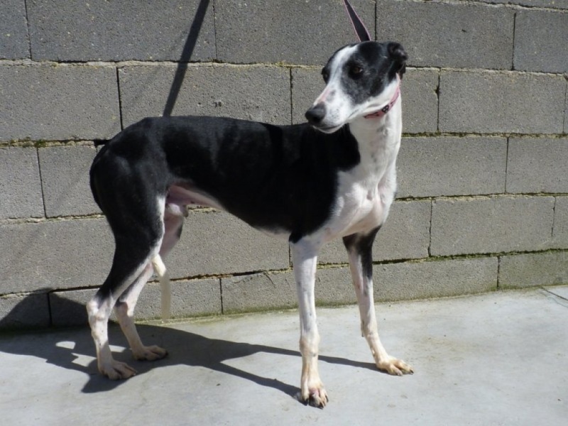 Betoldo, galgo noir et blanc, timide, 2 ans P1260113