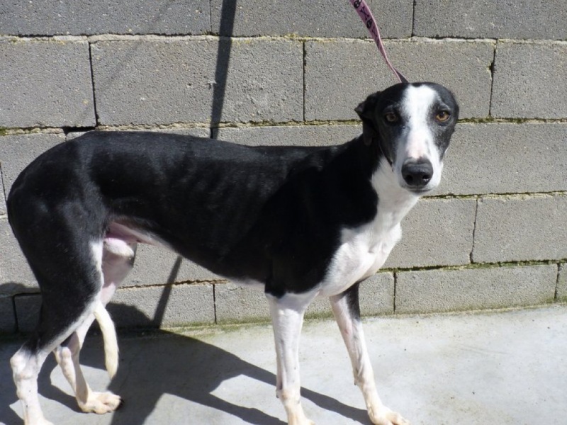 Betoldo, galgo noir et blanc, timide, 2 ans P1260114