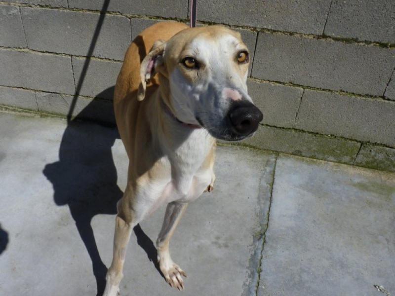 Rubens, galgo beige et blanc ,5 ans 1/2 P1260129