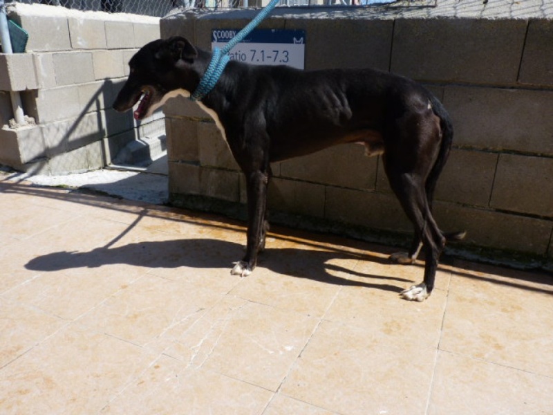 Arturo, galgo noir, 2 ans P1270310