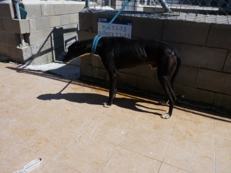 Arturo, galgo noir, 2 ans P1270311