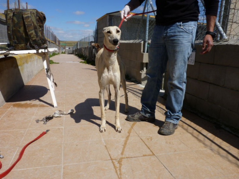 CANELITO, galgo beige, 2 ans  Adopté  P1270312