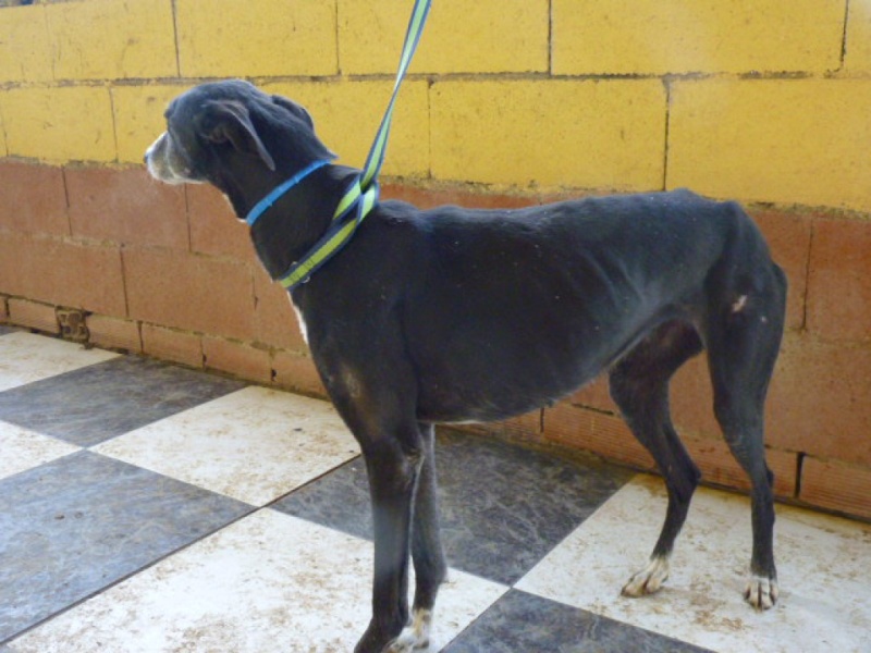 Susan, douce galga noire et blanche, 3 ou 4 ans. P1270919