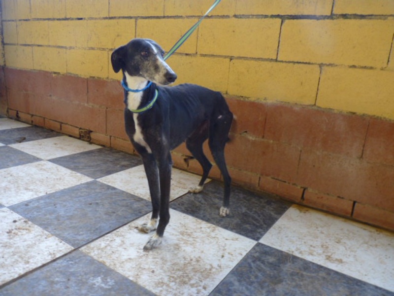 Susan, douce galga noire et blanche, 3 ou 4 ans. P1270920