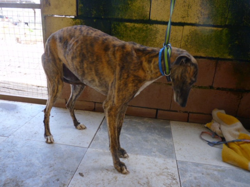 Juani, galga bringée, 3 ans P1280025