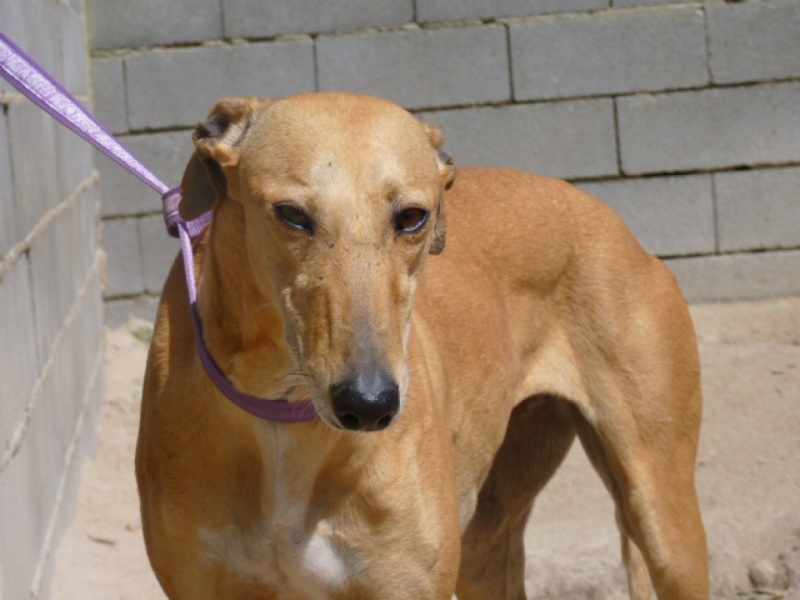 Gamba, galga beige foncé, 3 ans P1280716