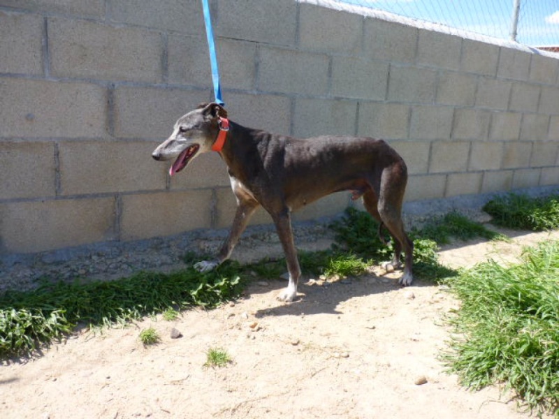 Montero, galgo grey, 6 ans Adopté P1290013