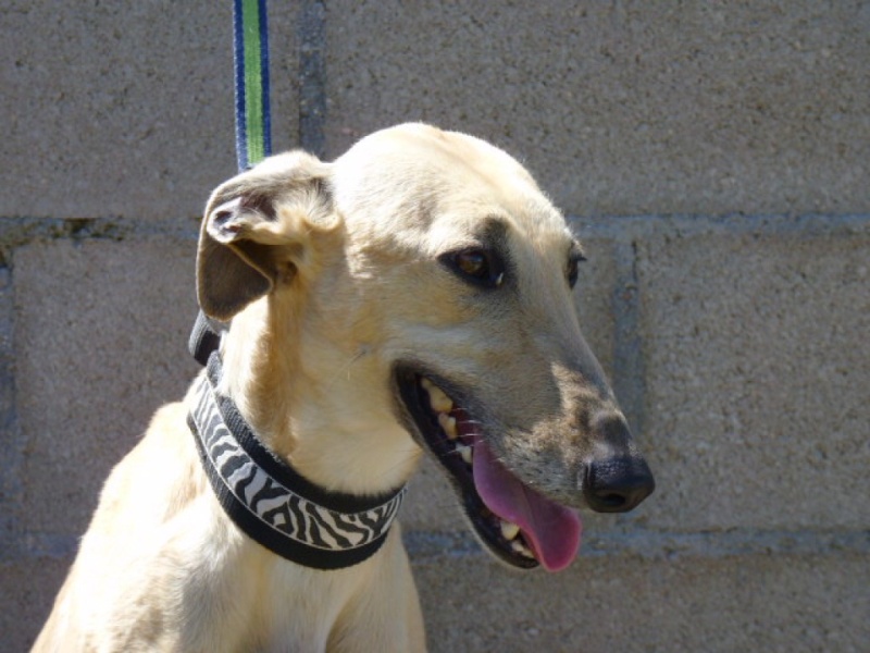 Turbina, galga beige aux yeux d'or, 4 ans Adoptée P1290018