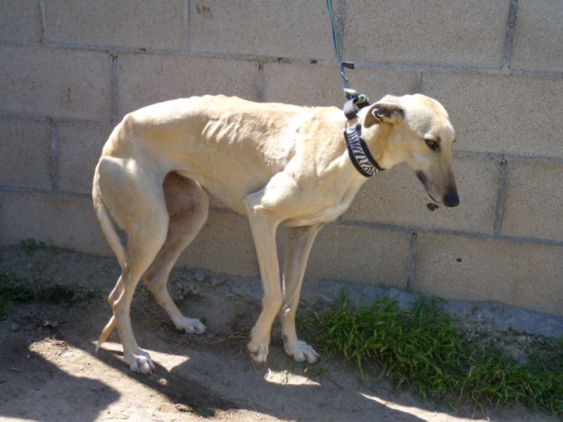 Turbina, galga beige aux yeux d'or, 4 ans Adoptée P1290021