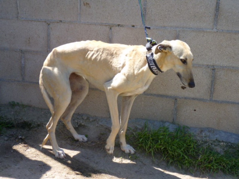 Turbina, galga beige aux yeux d'or, 4 ans  Adoptée P1290021