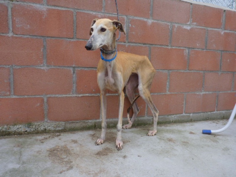 Mini Isabel, petite galga, marron clair, 6 ans Adoptée P1290423
