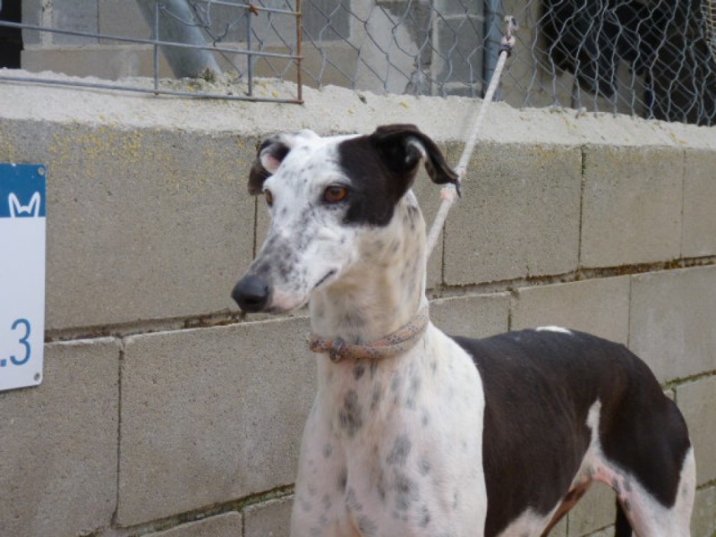 Lacama, galga noire et blanche, 3 ans Scooby France Adoptée P1300831