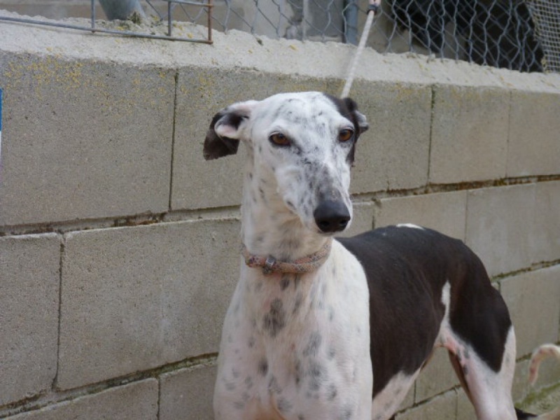 Lacama, galga noire et blanche, 3 ans Scooby France Adoptée P1300832