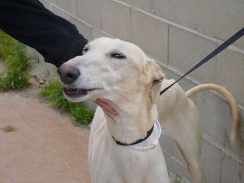 Terremoto, galgo crème,bientôt  4 ans P1300912