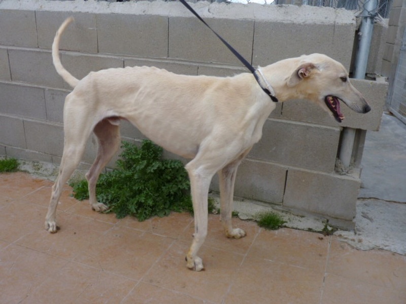 Terremoto, galgo crème,bientôt  4 ans P1300914