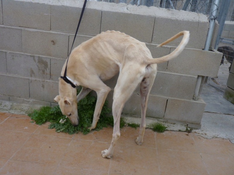 Terremoto, galgo crème,bientôt  4 ans P1300916