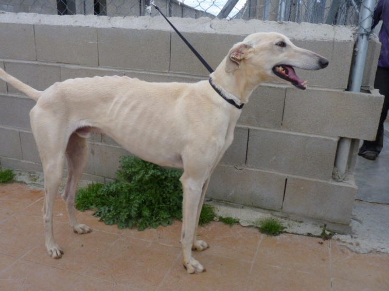 Terremoto, galgo crème,bientôt 4 ans P1300917