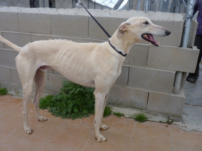 Terremoto, galgo crème,bientôt  4 ans P1300917