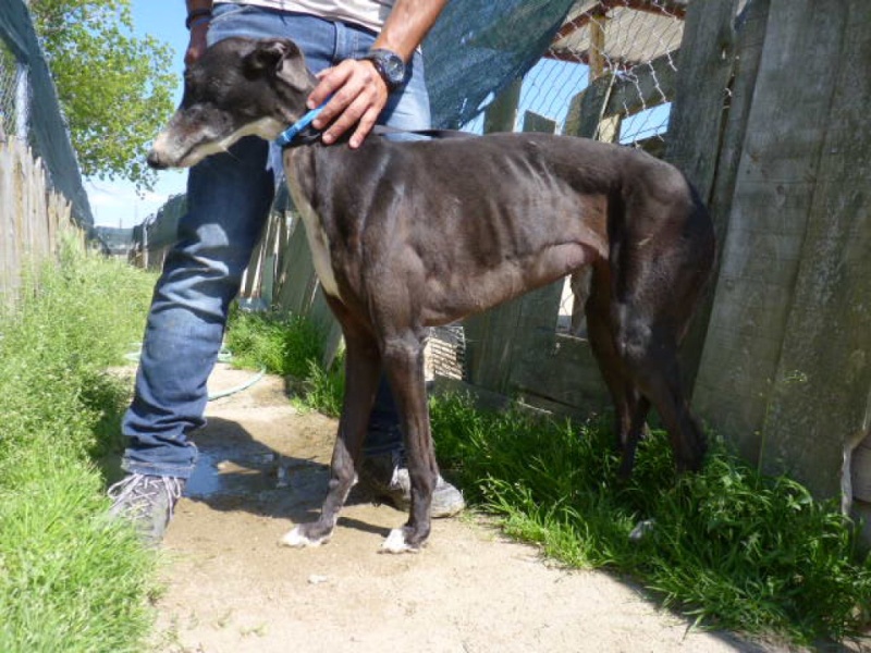 Alcahueta, galga noire, Adoptée P1310110