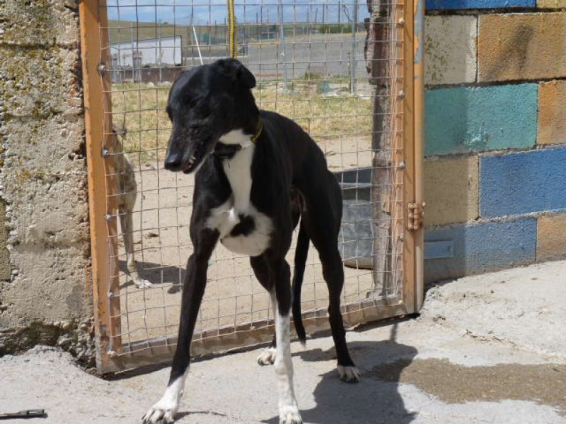 Cubana, galga noire avec un peu de blanc, bientôt 4 ans P1320018