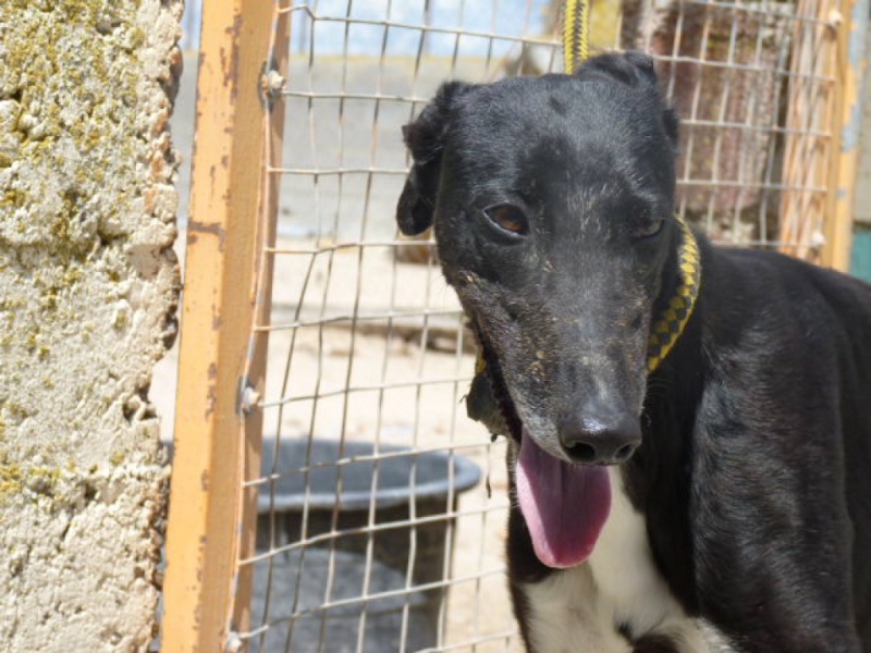 Cubana, galga noire avec un peu de blanc, bientôt 4 ans P1320020