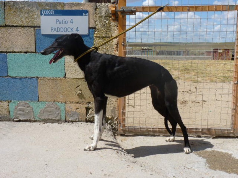 Cubana, galga noire avec un peu de blanc, bientôt 4 ans P1320023