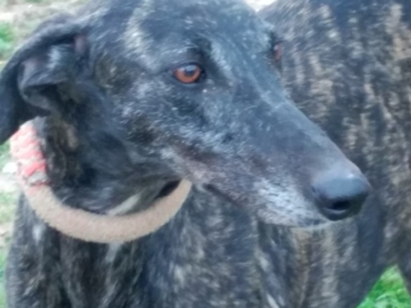 Tonina, galga bringée foncée, Tonina17