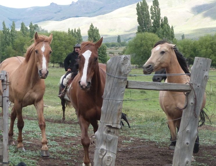 Expressions des chevaux : oreilles en arrière Captur18