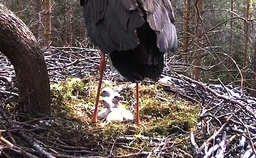 Black Stork cam 2016 - Page 2 Vlcsna25
