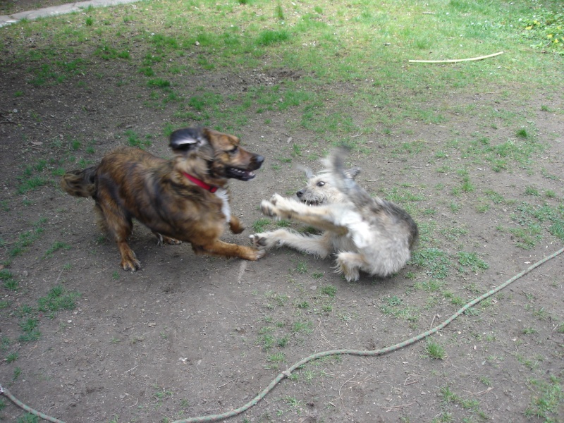 Photos insolites de vos chiens tome 2 Dsc07111