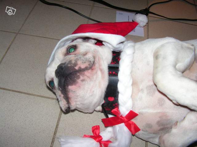 bouledogue francais de 4 ans couleur caille casté 177