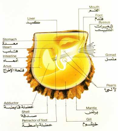 معلومات عن اللؤلؤ 0410