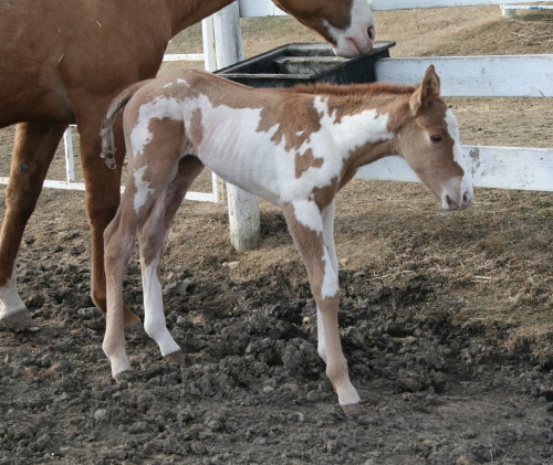 Our first foal has arrived - loud overo!! Duet_c13