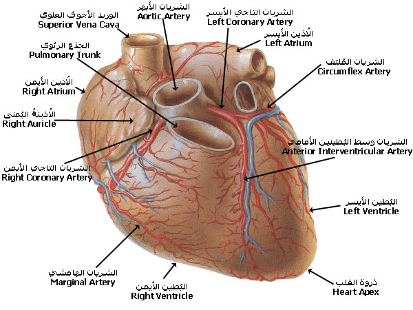 قلب الانسان من الداخل