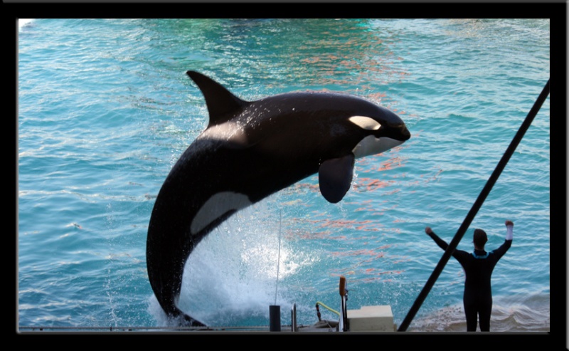 Pour les fans de baleines noir et blanches Img_2012