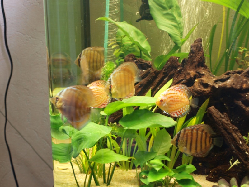 mes discus P7083710