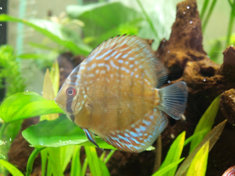 mes discus P7184017