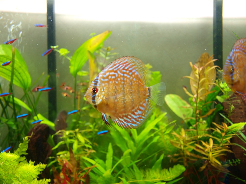 mes discus P8084313