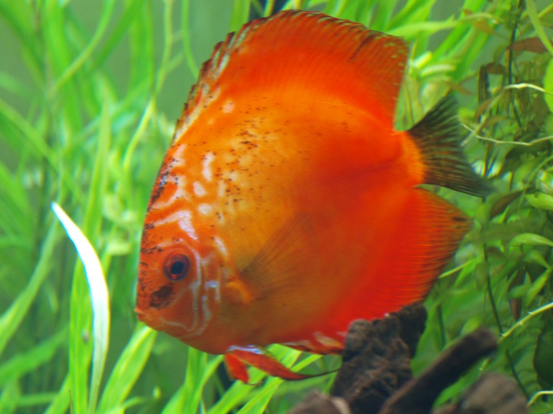 mes discus Pb075411