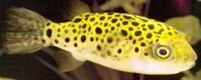 Green Spotted Puffer Green_12