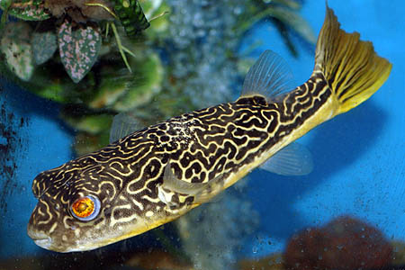 Mbu Puffer Mbu_pu10