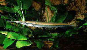 Needle Nose Gar Needle10