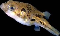 Dwarf Puffer Puffer11