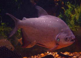 Red Bellied Pacu Red-be10