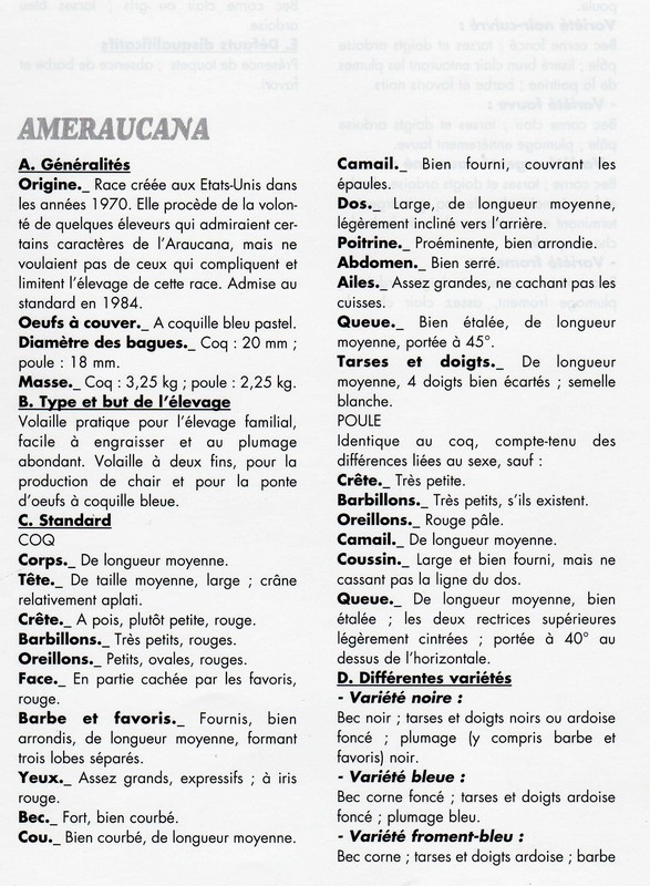 L'Améraucana standard et variétés Img02810