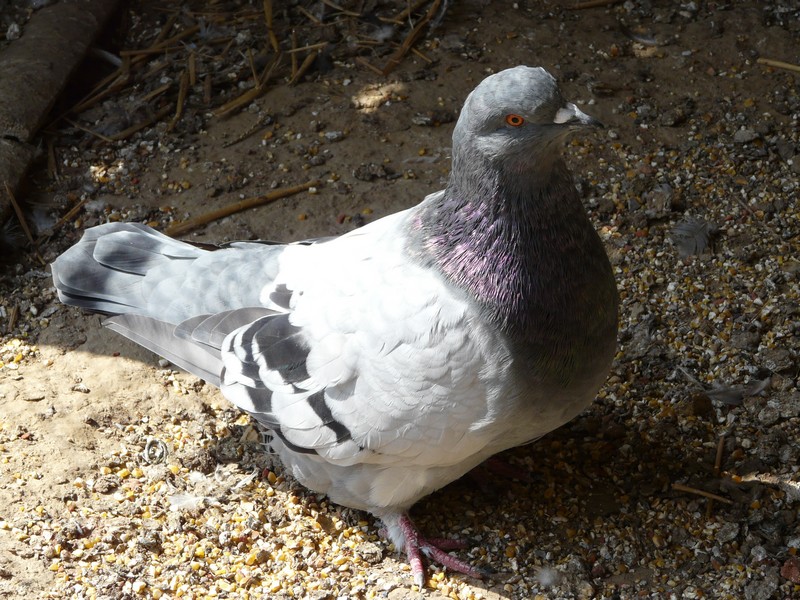 Mes pigeons Mondain P1020327
