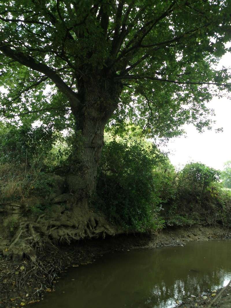 Sécheresse en Mayenne Vauvar16