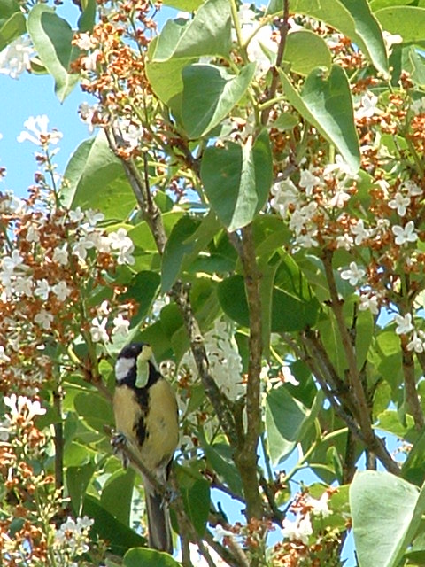 Crétins d'oiseaux Vveron11