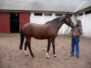 IRISH BOY 14 ans Montable - placé hors association Irish_17